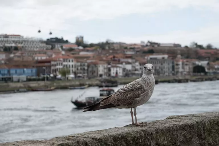 Möve in Porto