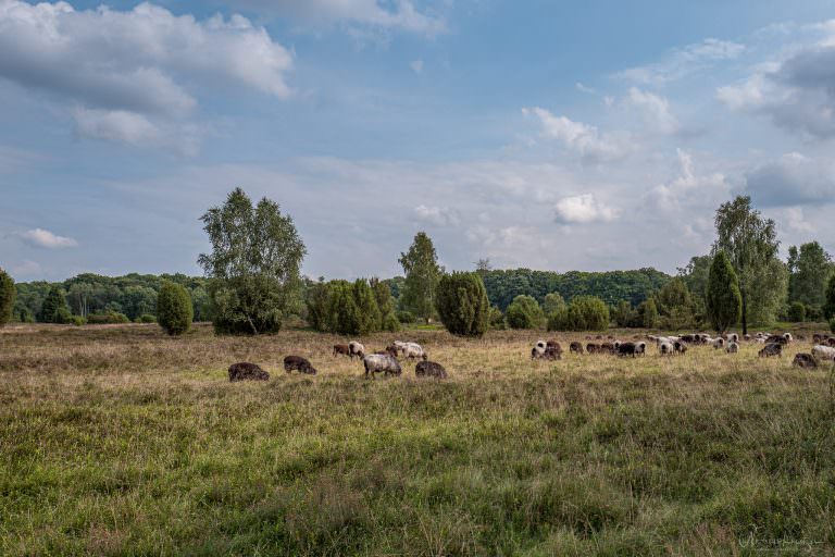 Heidschnucken in der Lüneburger Heide